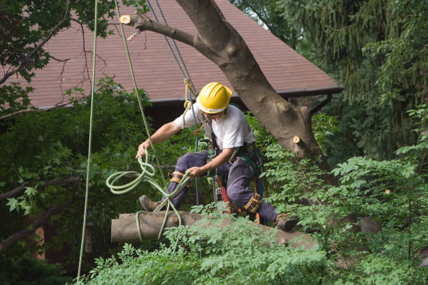 Best Tree Maintenance Programs  in USA